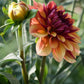 Crème de Cognac Dahlia