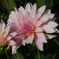 Café au Lait Dahlia