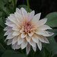 Café au Lait Dahlia