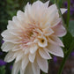 Café au Lait Dahlia
