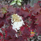 Hydrangea quercifolia Ruby Slippers