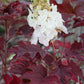 Hydrangea quercifolia Ruby Slippers