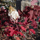 Hydrangea quercifolia Ruby Slippers