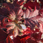 Hydrangea quercifolia Ruby Slippers
