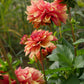 Crème de Cognac Dahlia