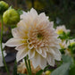 Café au Lait Dahlia