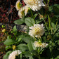 Café au Lait Dahlia