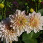 Café au Lait Dahlia