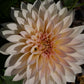 Café au Lait Dahlia