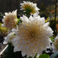 Café au Lait Dahlia