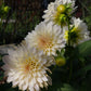 Café au Lait Dahlia