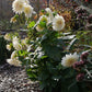 Café au Lait Dahlia