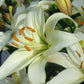 Pearl Frances Asiatic Lily