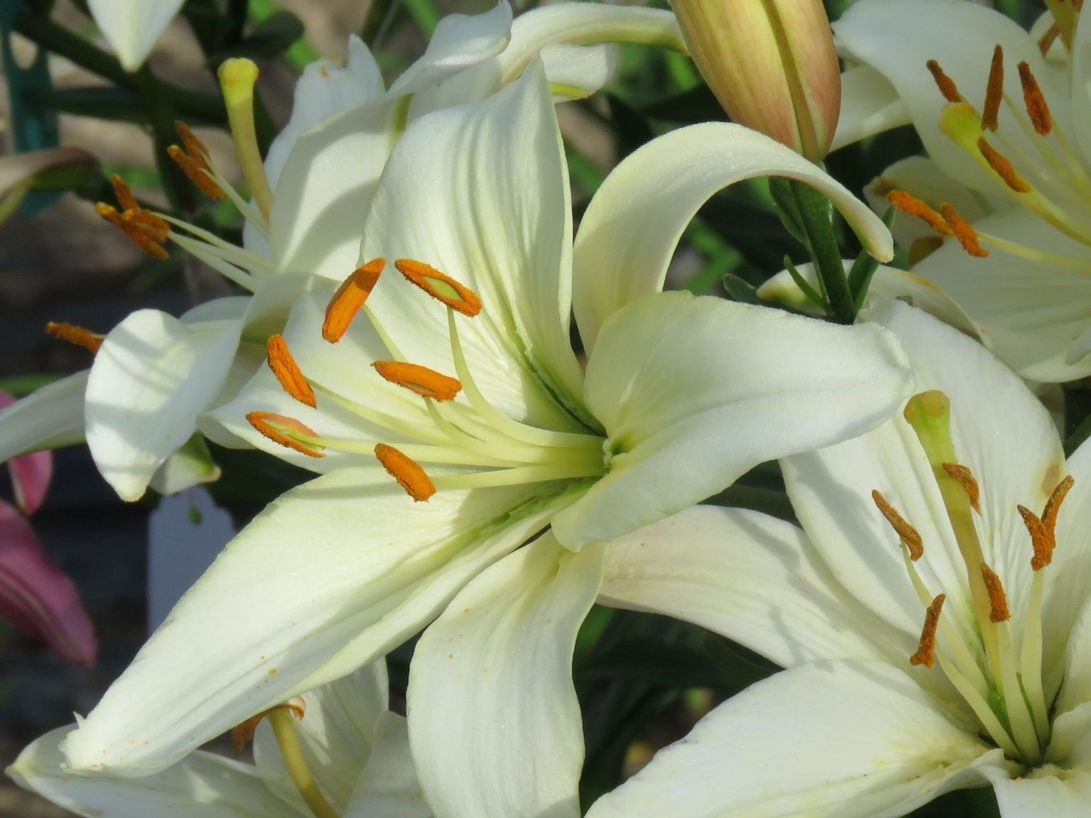 pearl lily flower Pearl Frances Asiatic Lily – EVERGREEN