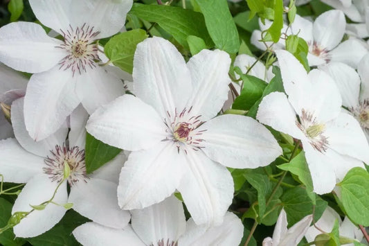 John Paul II Clematis Vine