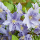 Epivo023 Cezanne Boulevard Clematis