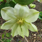 Guernsey Cream Clematis Vine