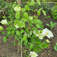 Guernsey Cream Clematis Vine