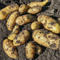 Bellanita Fingerling Gourmet Potato Plants online shopping