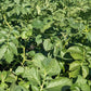 Bellanita Fingerling Gourmet Potato Plants online shopping