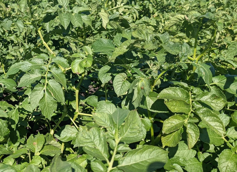 Bellanita Fingerling Gourmet Potato Plants online shopping