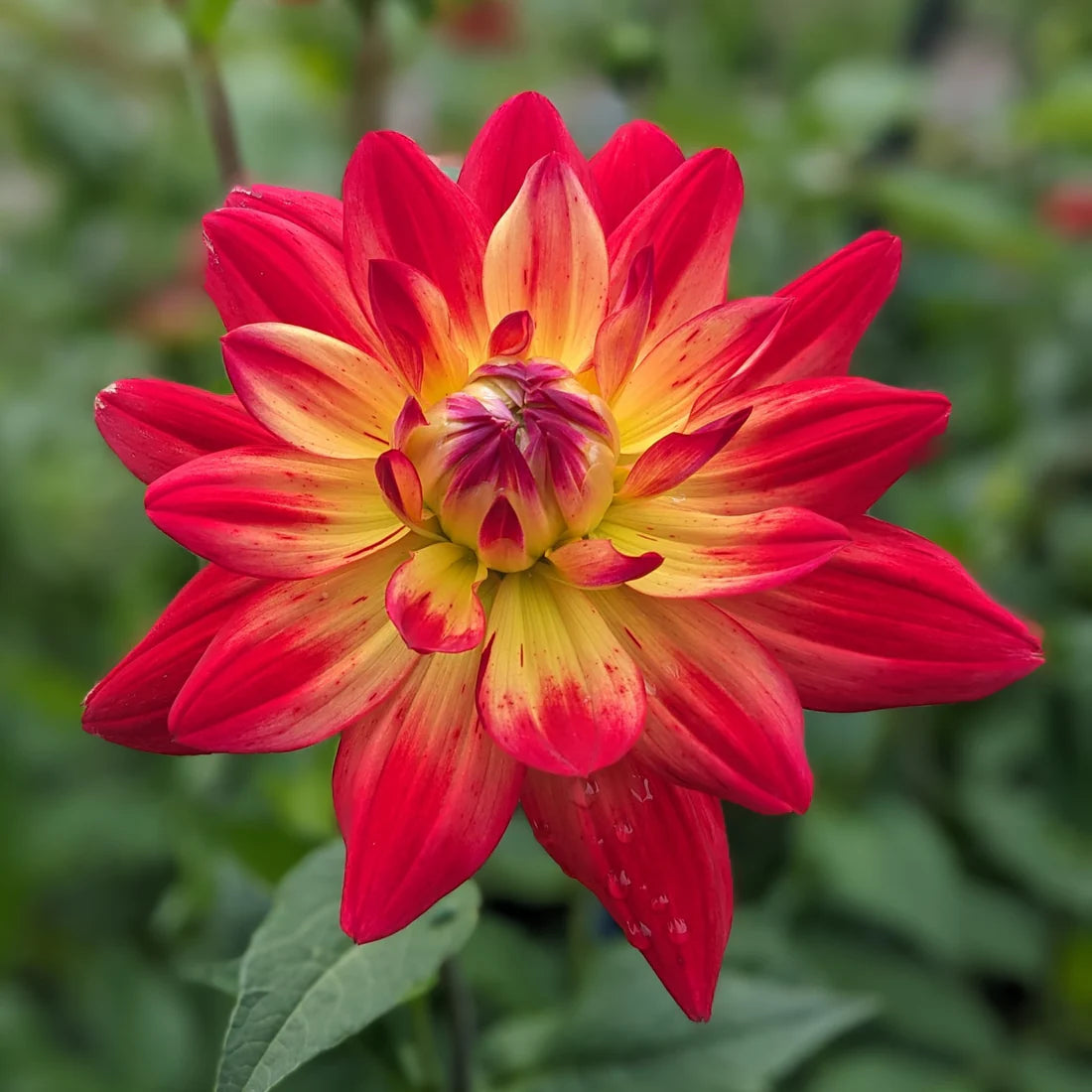 Rainbow Silence Dahlia