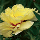 Paeonia Itoh Bartzella