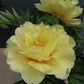 Paeonia Itoh Bartzella
