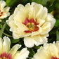 Paeonia Itoh Callie’s Memory