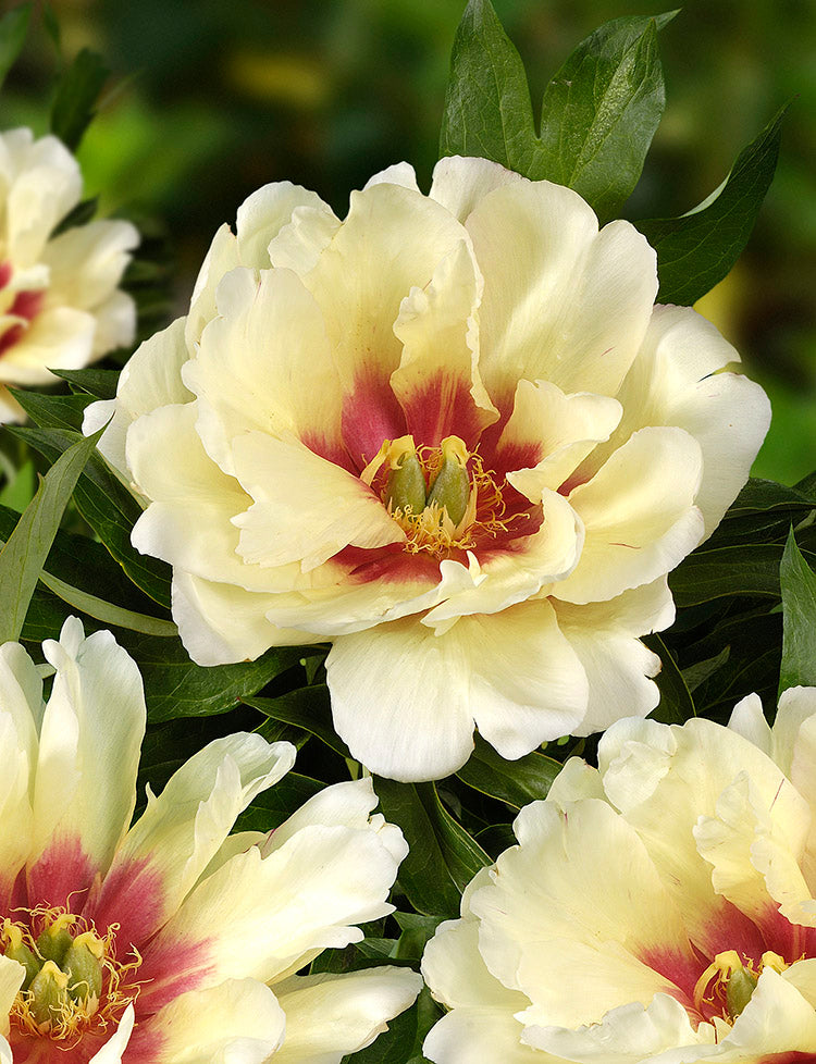 Paeonia Itoh Callie’s Memory