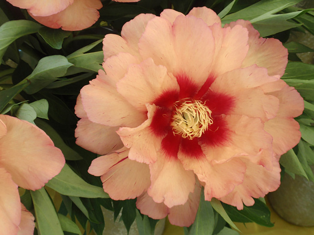 Paeonia Itoh Callie’s Memory