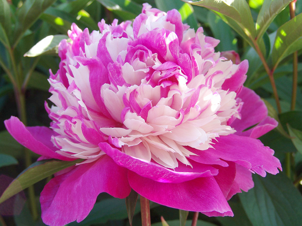 Paeonia Lactiflora Celebrity