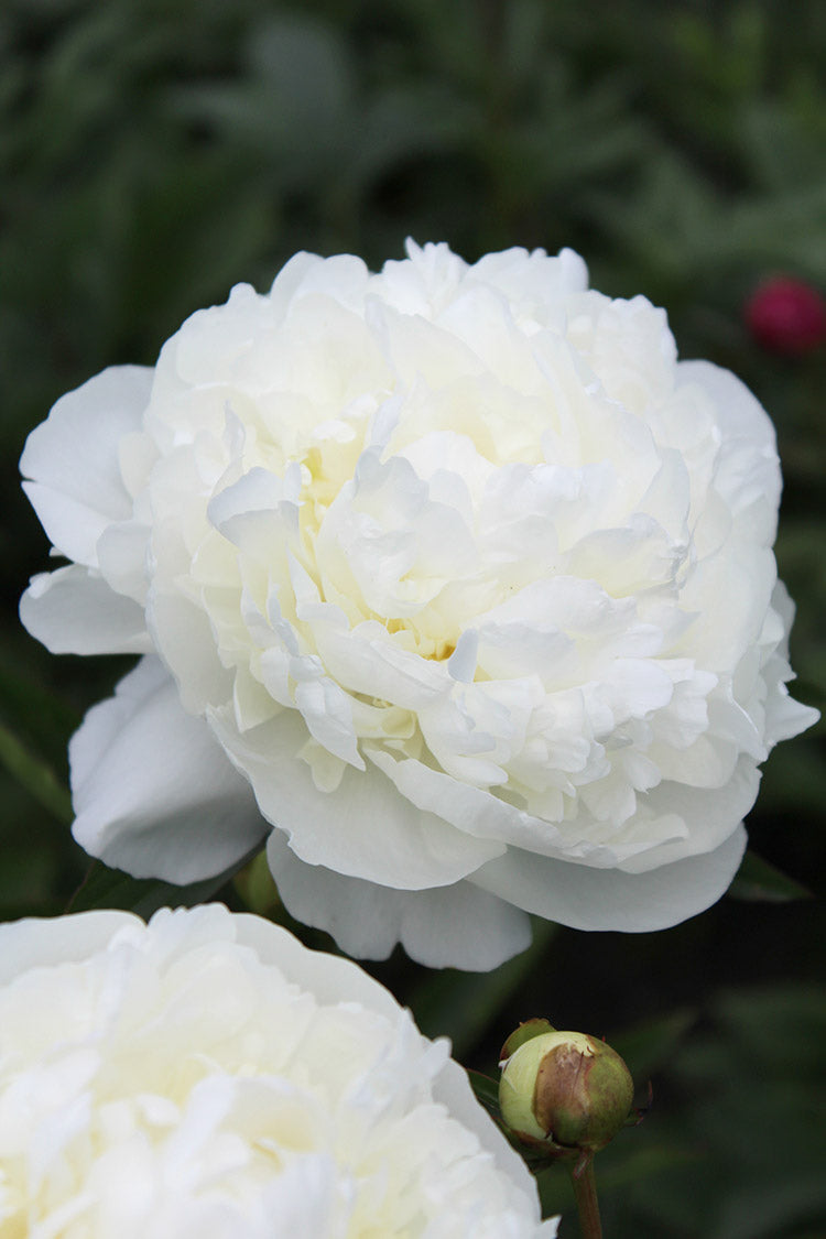 Paeonia Lactiflora Duchess de Nemours