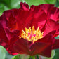 Paeonia Itoh Scarlet Heaven