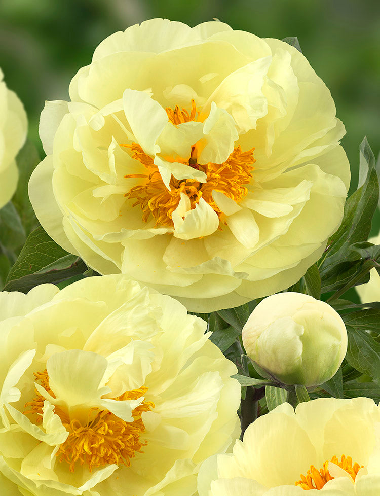 Paeonia Lactiflora Lemon Chiffon