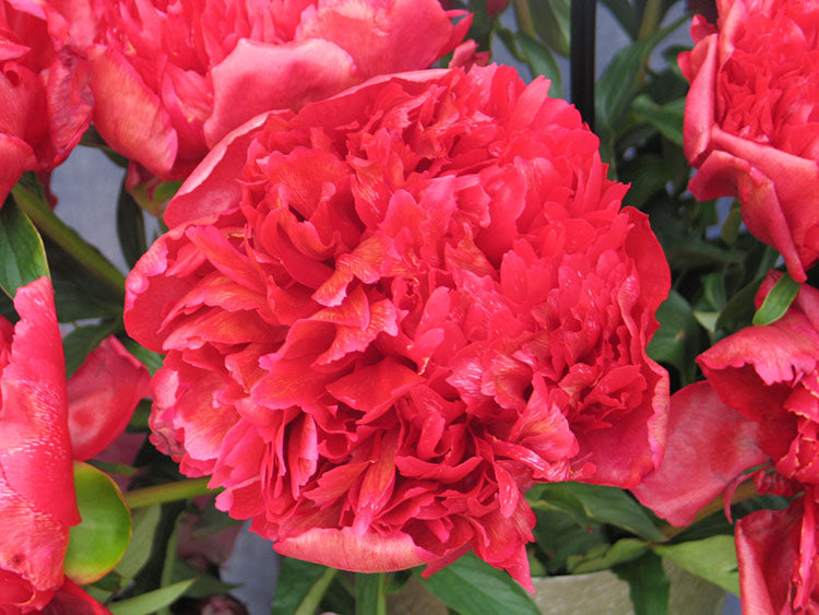 Paeonia Lactiflora Many Happy Returns