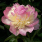 Paeonia Lactiflora Raspberry Sundae