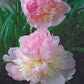 Paeonia Lactiflora Raspberry Sundae