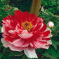 Paeonia Suffruticosa Shima Nishiki Japanese Tree Peony