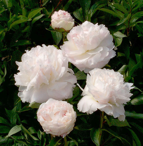 Paeonia Lactiflora Shirley Temple