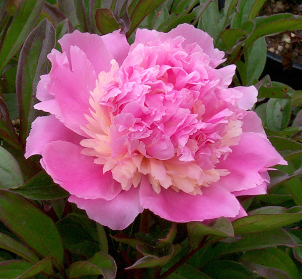 Paeonia Lactiflora Sorbet