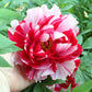 Paeonia Suffruticosa Shima Nishiki Japanese Tree Peony