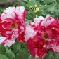 Paeonia Suffruticosa Shima Nishiki Japanese Tree Peony