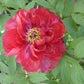 Paeonia Suffruticosa Kao Japanese Tree Peony