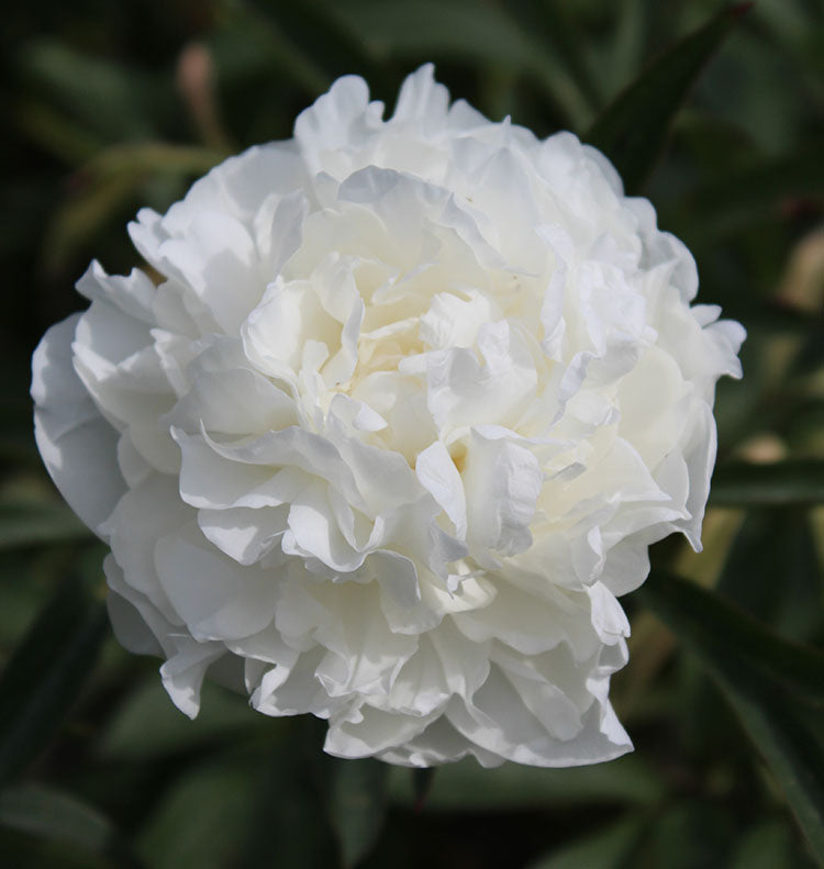 White Garden Paeonia