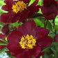Paeonia Itoh Scarlet Heaven