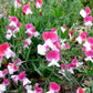 Painted Lady Sweet Pea Seeds online shopping