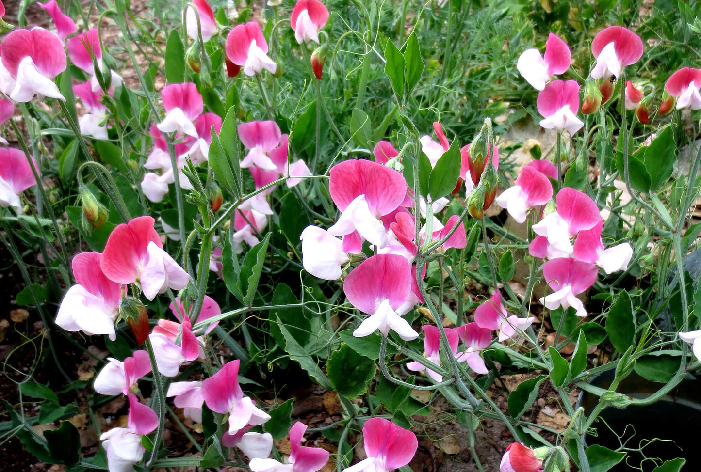 Painted Lady Sweet Pea Seeds online shopping