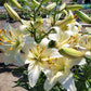 Pearl Frances Asiatic Lily