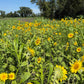 Peredovik Sunflower Seeds online shopping